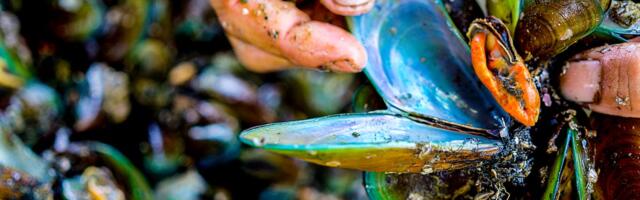 How families risk their lives harvesting toxic green mussels in Indonesia
