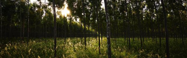 Apple Suppliers Donate to Restore Fund for Sustainable Forests and Other Carbon Removal Projects