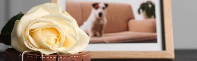 Psychology says people who grieve a pet more intensely than they’ve grieved some relatives aren’t being dramatic — the bond activates these 7 attachment pathways that human relationships often can’t access, and the grief is unfiltered because the love was