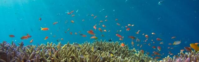 mPowered partners with Ocean Set to build blockchain-powered ocean data marketplace