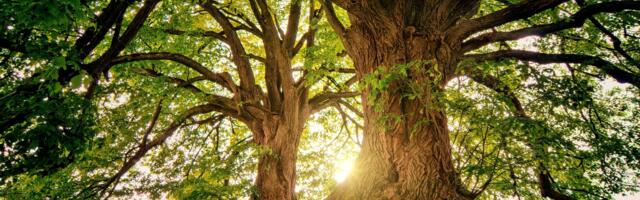 Éminence Celebrates 20 Million Trees Planted