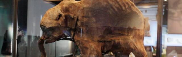 Bringing back woolly mammoths and dodos is a bad idea