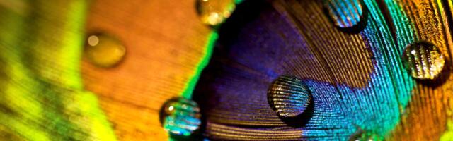 Peacock Feathers Are Stunning. They Can Also Emit Laser Beams