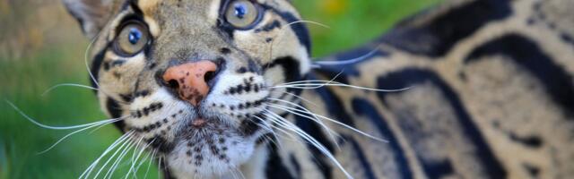 Nashville Zoo pushes back on 1.6-acre data center build near animal habitats — Zoo says it planned to use lot for education and conservation center