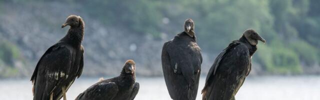 Officials Told Ohio School to Trash 72 Dead Vultures Like Garbage. Turns Out They Had Bird Flu