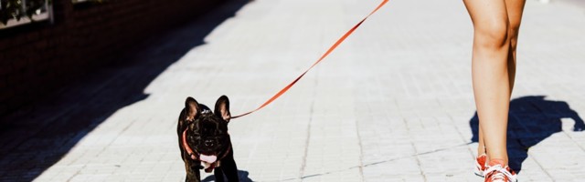 How to Get Cheap Dog Vaccinations