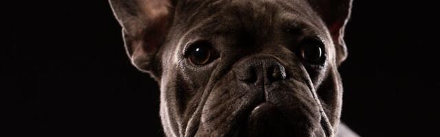 America’s most popular dog wasn’t bred for this heat