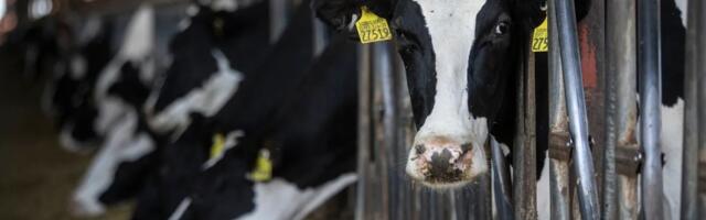 California weighs ending climate credits for cow poop