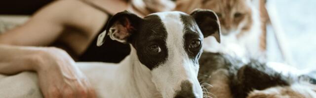The Future of Pet Parenthood is Community-Based and Tech-Forward
