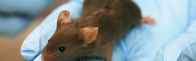 How a theoretical mouse could crack the stock market