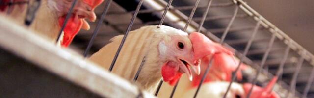 Judge orders California poultry processing plants to stop using child labor