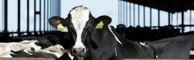 Bird flu found at 4 more California dairy farms