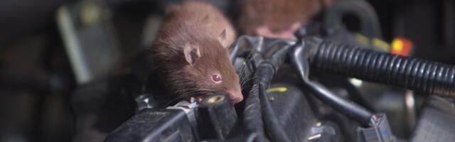 Why Rats Love Chewing On Car Wires (And How To Protect Your Ride From Damage) Why Rats Love Chewing On Car Wires (And How To Protect Your Ride From Damage)