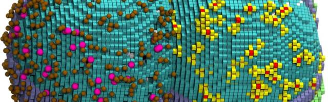 Биологи смоделировали полный жизненный цикл живой клетки