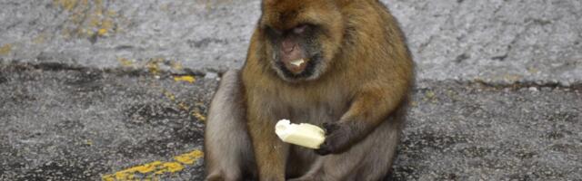 Scientists Figured Out Why These Monkeys Eat Dirt. The Key Is Tourists