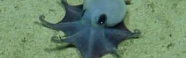A New Species of Tiny Octopus Was Discovered in the Galápagos Islands