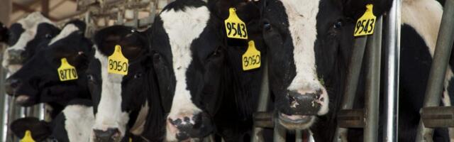 Avian flu cases are on the upswing at big dairy farms