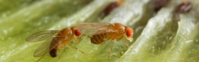 Male fruit flies drink more alcohol to get females to like them