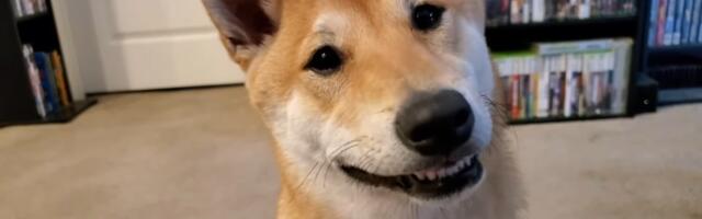 Streamer's Shiba Inu to become first dog speedrunner at AGDQ 2024