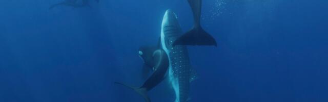 An Orca Pod Off Mexico Has Learned to Kill Enormous Whale Sharks