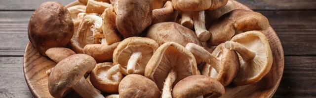 Amsterdam’s Remagine Food backs Dutch-based MUCHgroup to scale production of shiitake-based meat alternatives