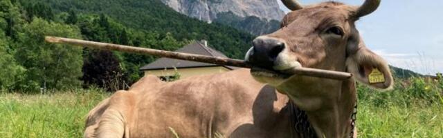 ‘Veronika’ Is the First Cow Known to Use a Tool