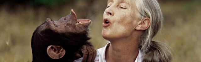 Listen to Jane Goodall’s final — and urgent — message