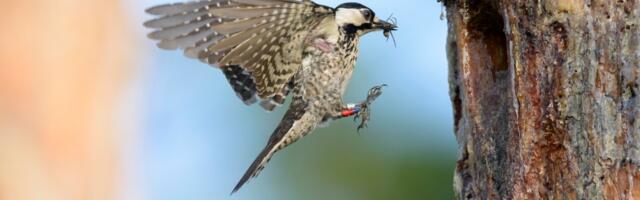 It’s no longer illegal to destroy the one thing endangered species need most to survive
