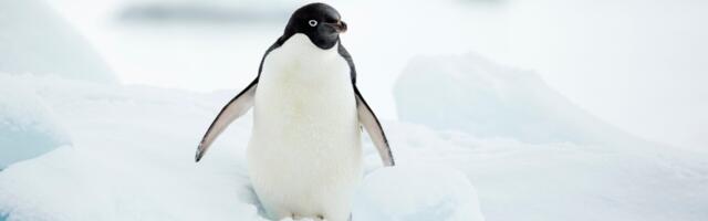 The Surprising Link Between Penguin Poop and Cloud Formation