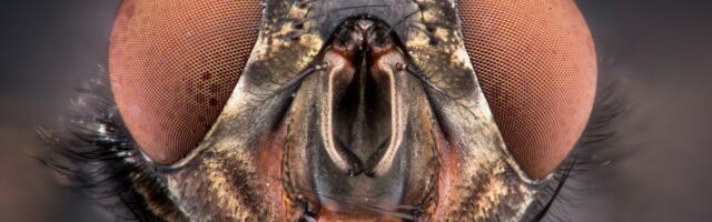 In defense of flies. Yes, really.