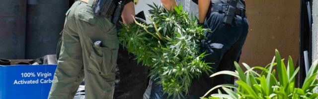 Alameda County had $77.8 million in black-market marijuana seized last year — the most in California