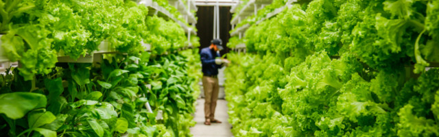 UrbanKisaan is betting on vertical farming to bring pesticide-free vegetables to consumers and fight India’s water crisis