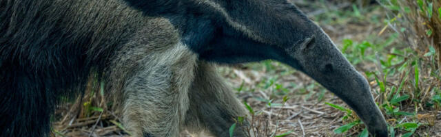 Mammals that chose ants and termites as food almost never go back