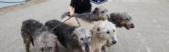 Cyber Attacks hit fifth of firms as ‘Online NCT’ launched