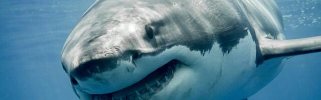 Great white sharks are overheating