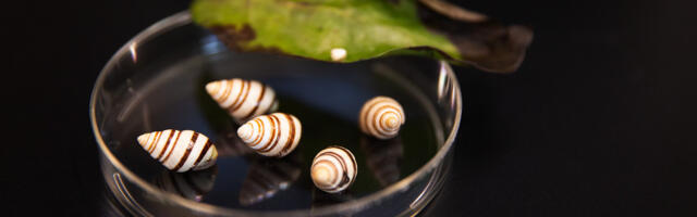 Welcome to the extinction capital of the world