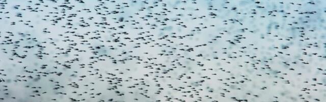 Iceland Just Got its First Mosquitoes. Scientists Aren’t Ready for What Comes Next