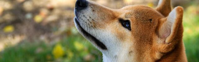 Dogecoin Foundation Purchases 10M Tokens as Part of New DOGE Reserve