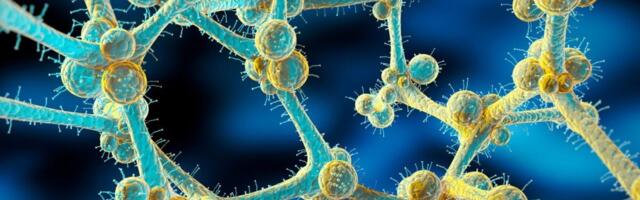 A Deadly, Drug-Resistant Fungus Threatens People Around the World, Scientists Warn