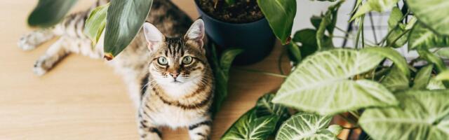 That Houseplant Could Be Deadly to Your Cat. Try These 7 Options Instead