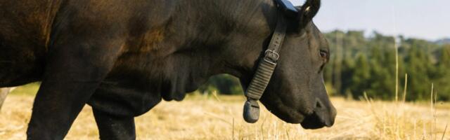 Peter Thiel’s Cowgorithm-Powered Cattle Collar Company Raises $220 Million