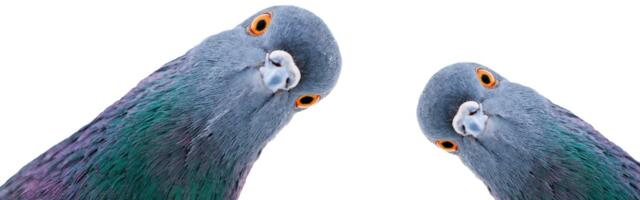 AI Learns Like a Pigeon, Researchers Say