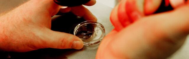U.K. Fertility Regulators Are Preparing for Lab-Grown Eggs and Sperm