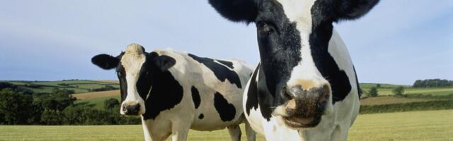 America’s Dairy Farms Have Vanished