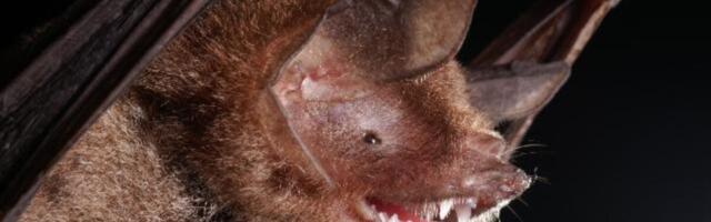 New Bat Coronavirus Shares a Feature That Helped Covid-19 Infect Humans