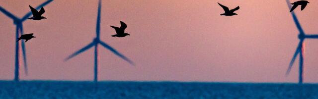 Trump’s war on windmills, briefly explained