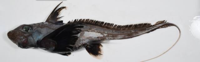 Photos reveal strange sea creatures that scientists have never seen before