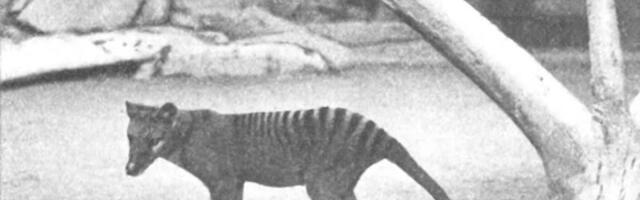 ‘De-Extinction’ Company Says It’s Very, Very Close to a Complete Tasmanian Tiger Genome