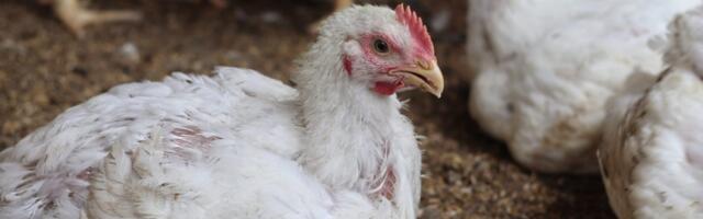 First US bird flu death recorded in Louisiana as outbreak spreads