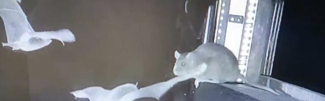 Horrifying Video Shows Rats Snatching Bats Midair, and Scientists Are Seriously Concerned